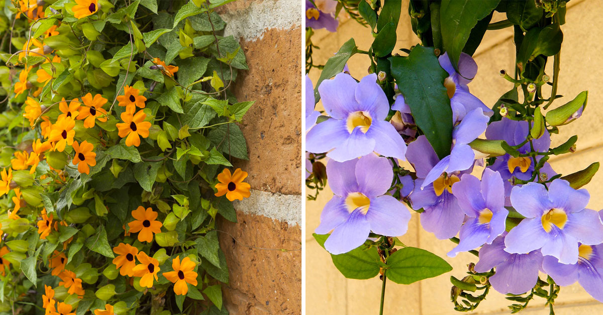 Thunbergia pianta rampicante.