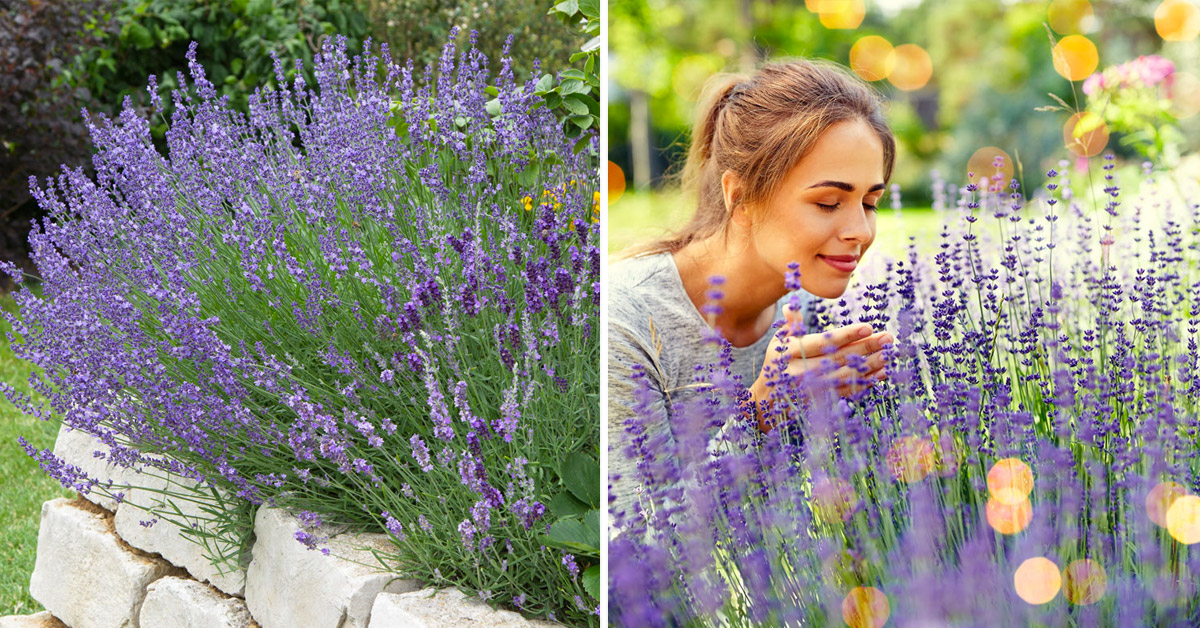 Aiuola con lavanda.