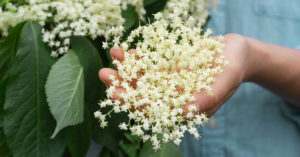 Arbusto profumato: 3 specie bellissime per una giardino colorato da favola arbusto-profumato