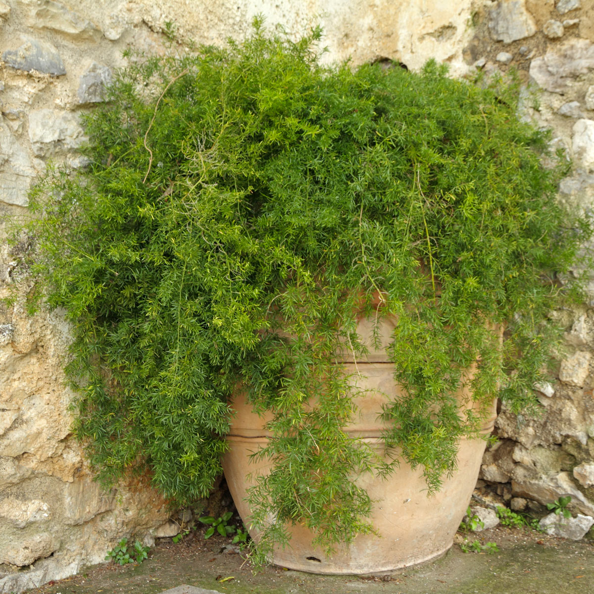 vaso in terracotta con Asparagina in giardino