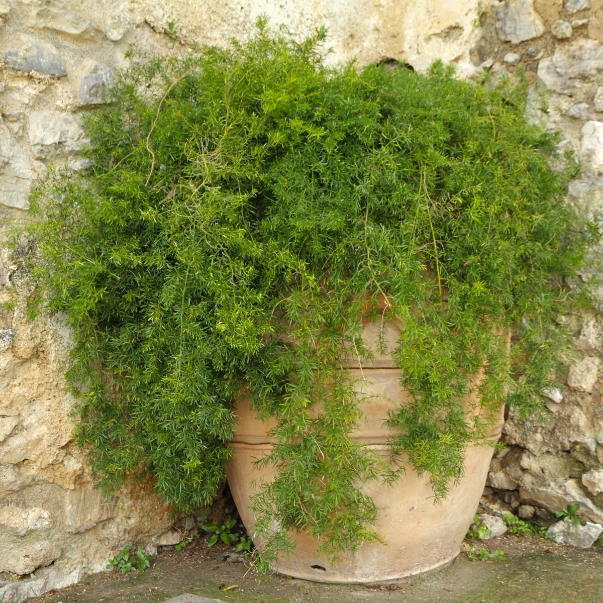 vaso in terracotta con Asparagina in giardino