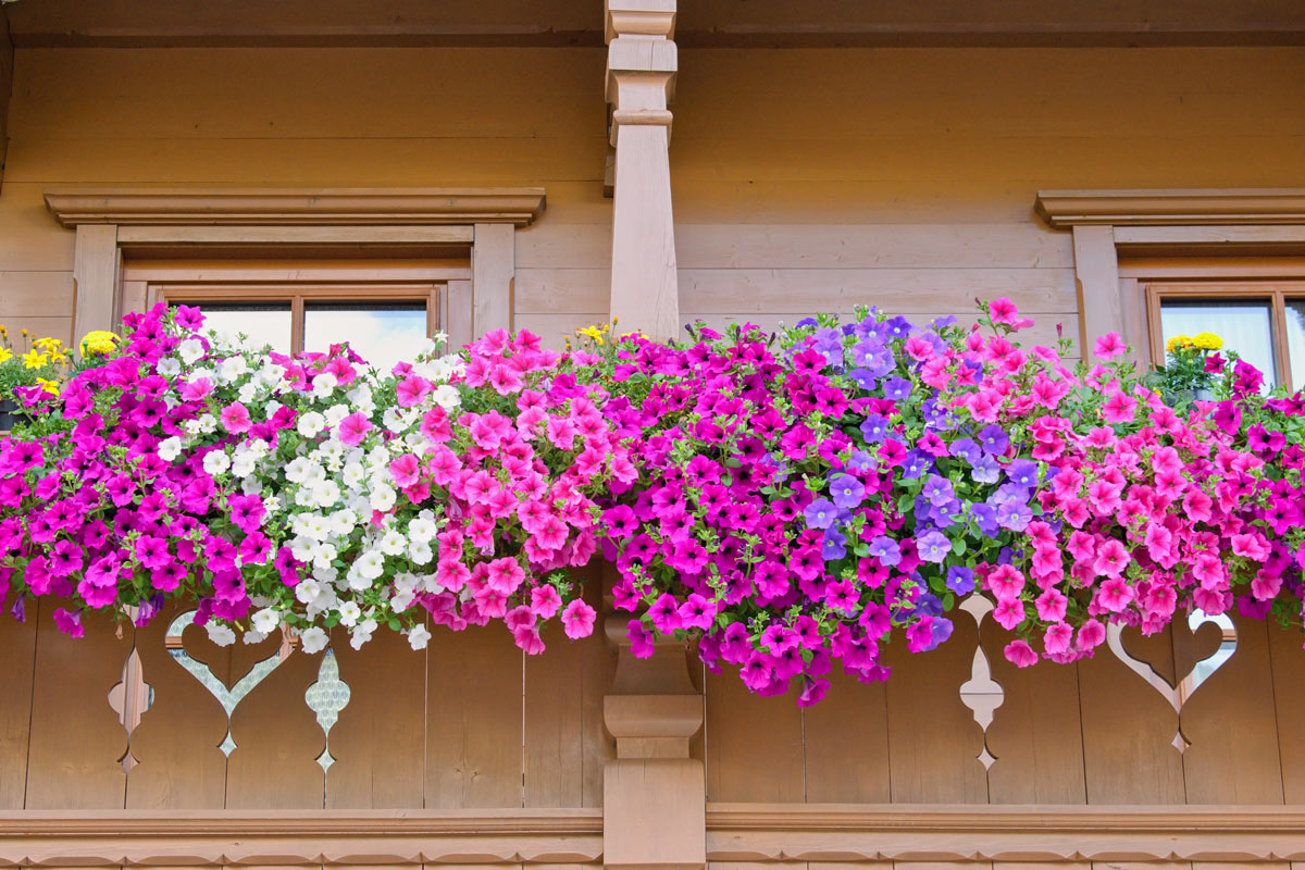 Fiori a cascata perfetti per decorare il balcone.