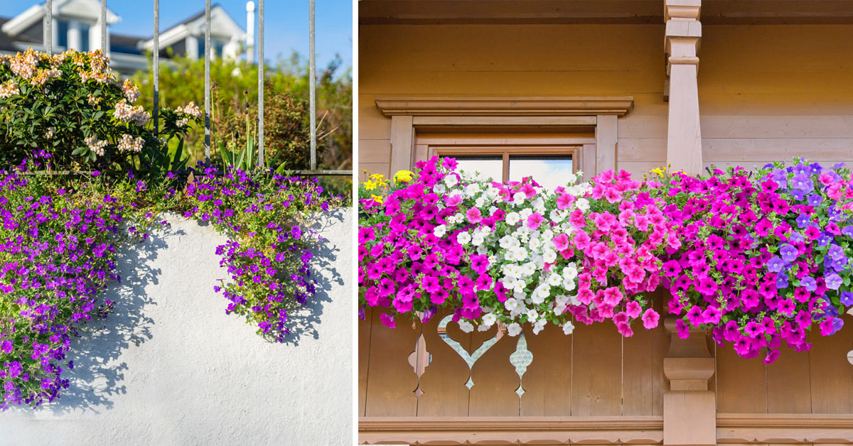 Fiori a cascata balcone.