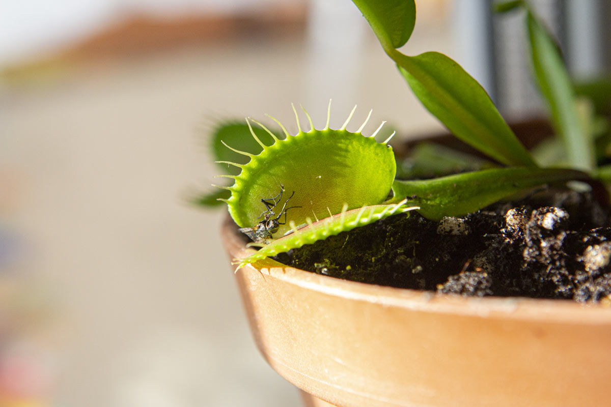 Pianta carnivora antizanzare"Dionaea muscipula"