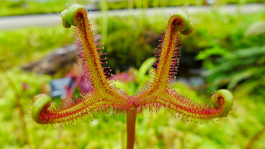 Pianta carnivora Drosera Capensis.