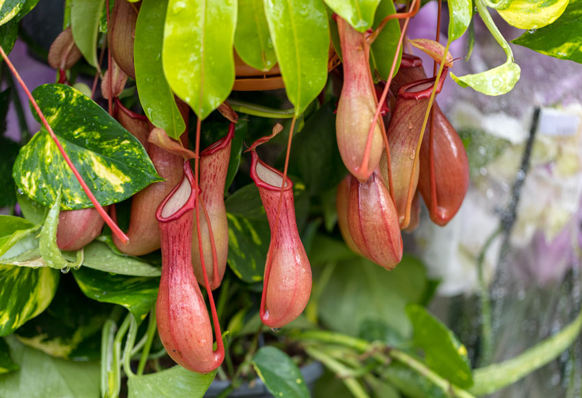 Nepenthes pianta carnivora