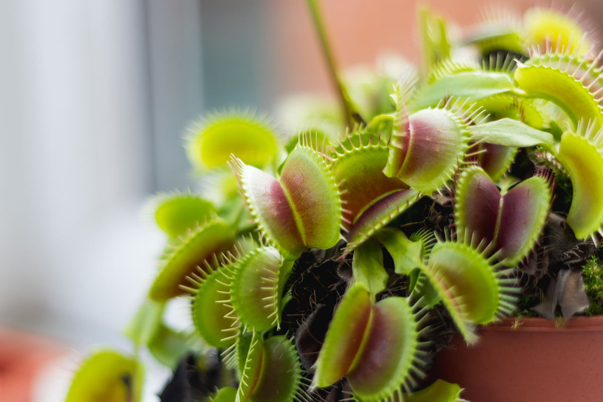 Pianta carnivora Dionaea Muscipula.