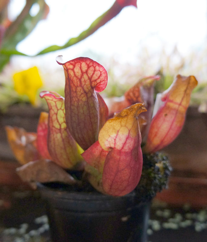 Sarracenia Purpurea pianta carnivora.