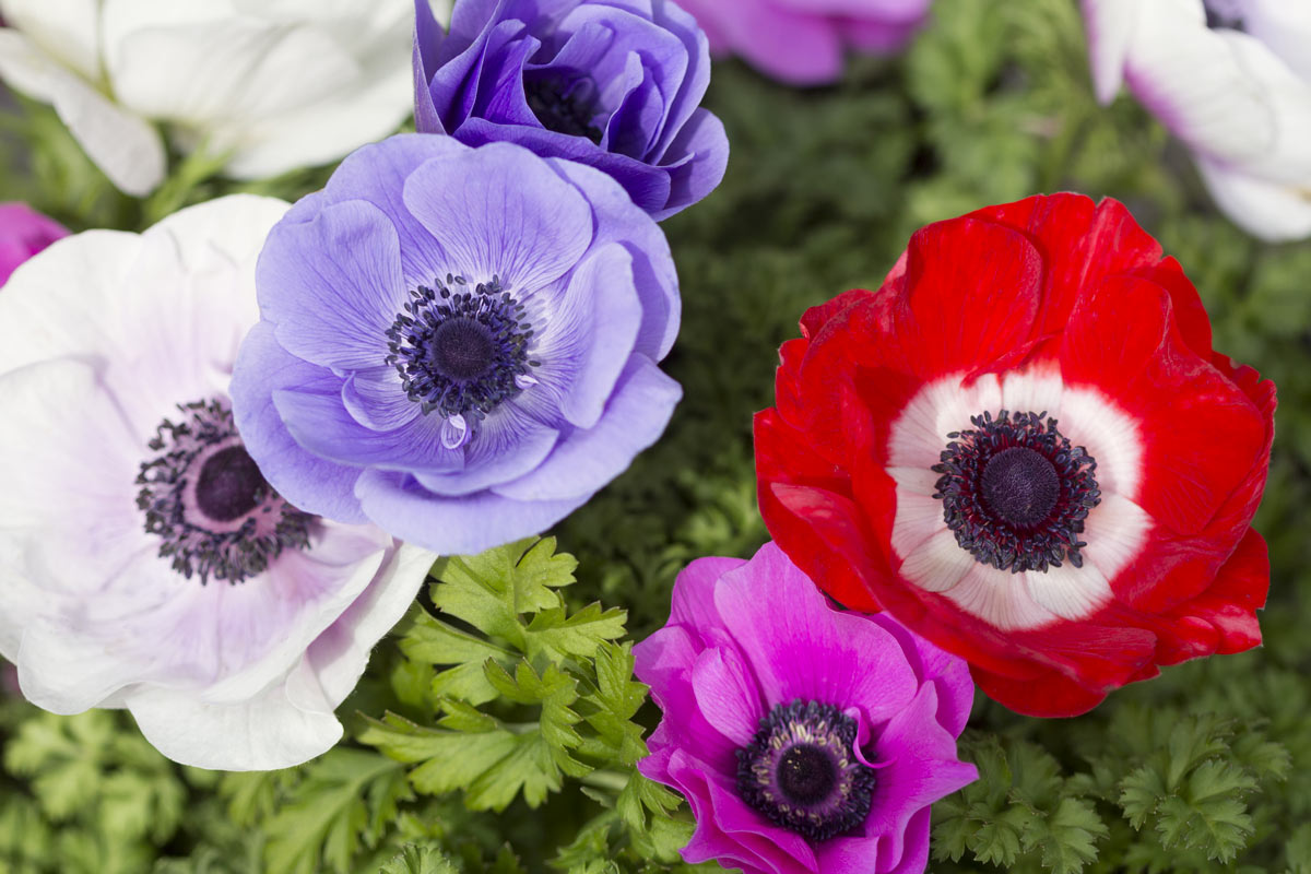 Fiori bellissimi da coltivare durante il mese di maggio.