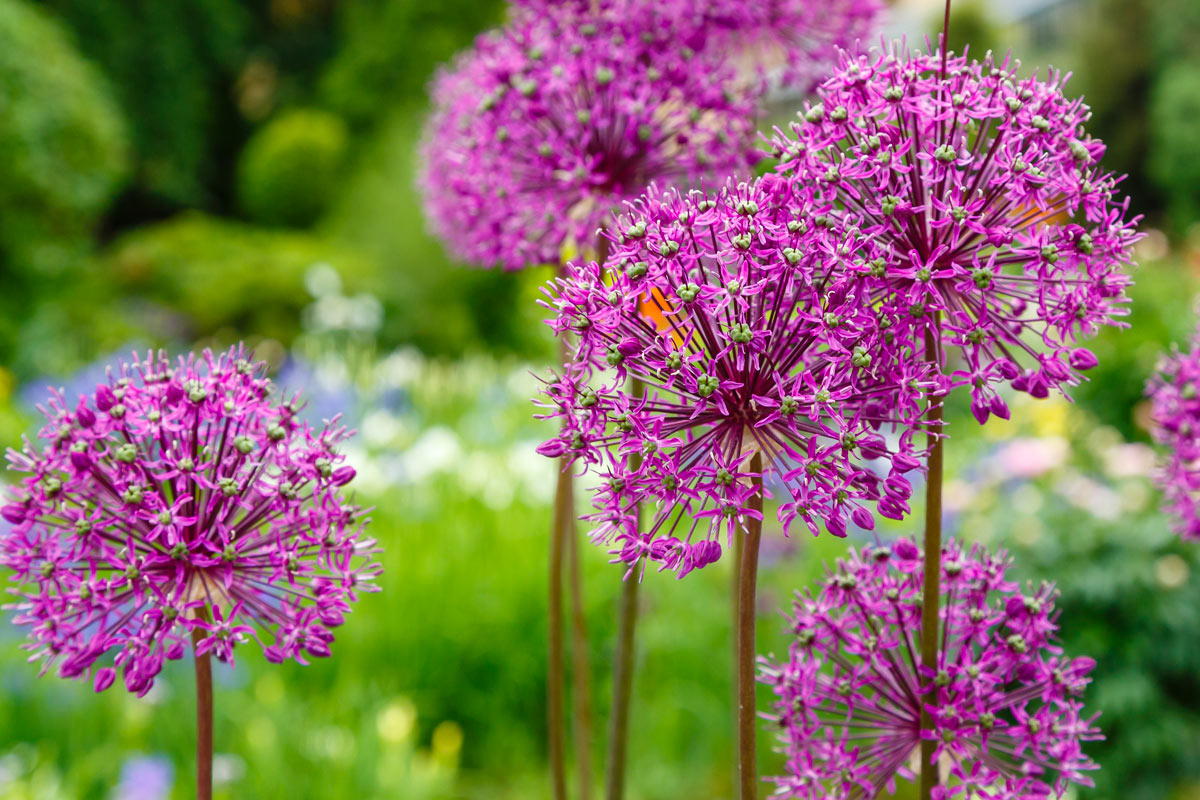 Aglio gigante (Allium giganteum)