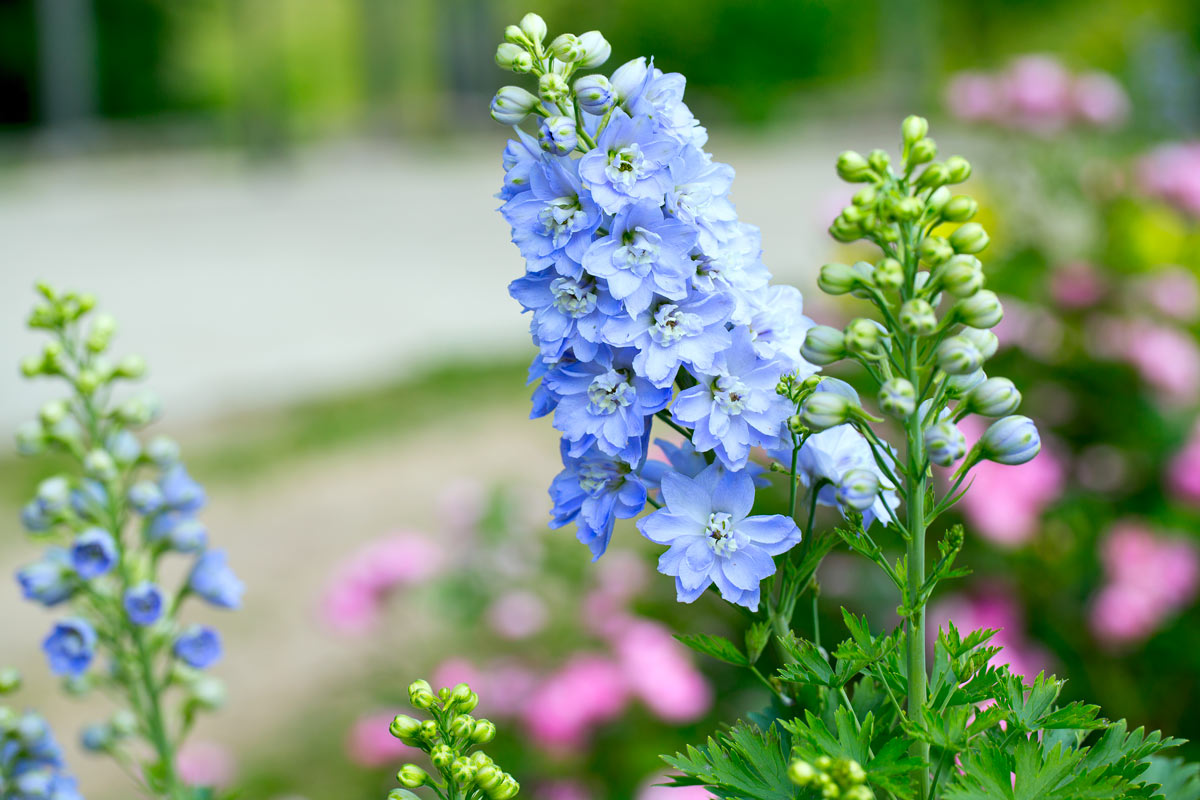 Delfinio (Delphinium)