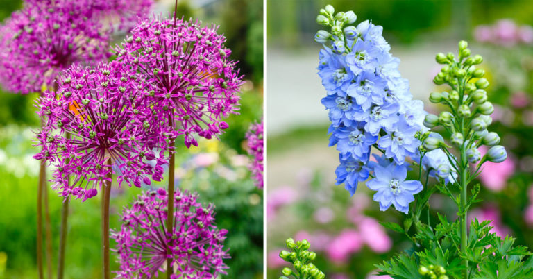 realizzare-un-giardino-particolare-e-colorato-con-queste-5-piante