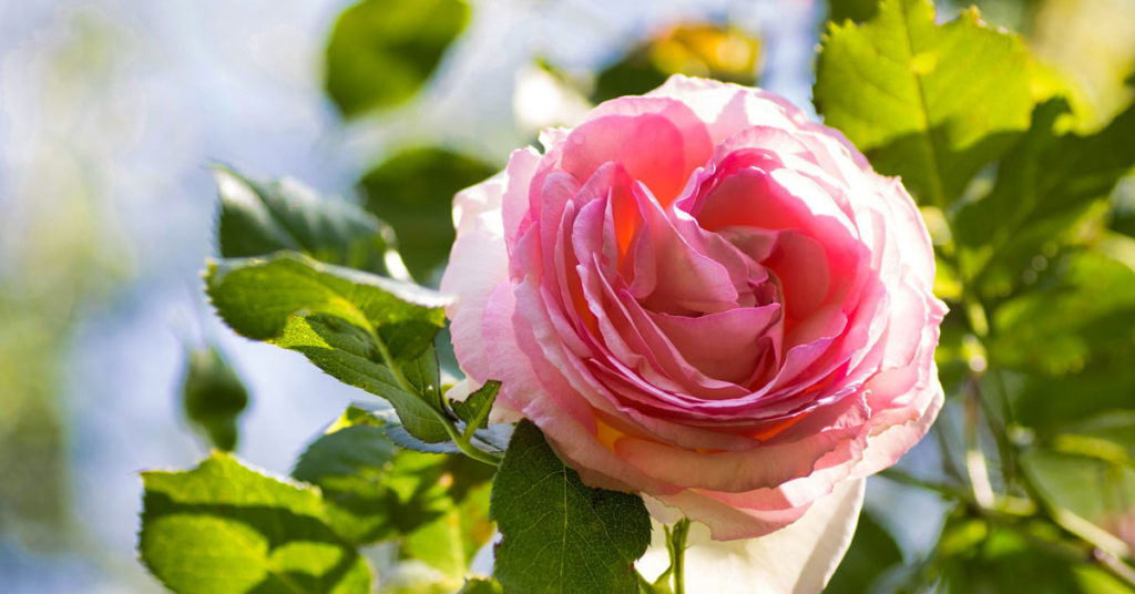 La Rosa Piu Bella Del Mondo 2019