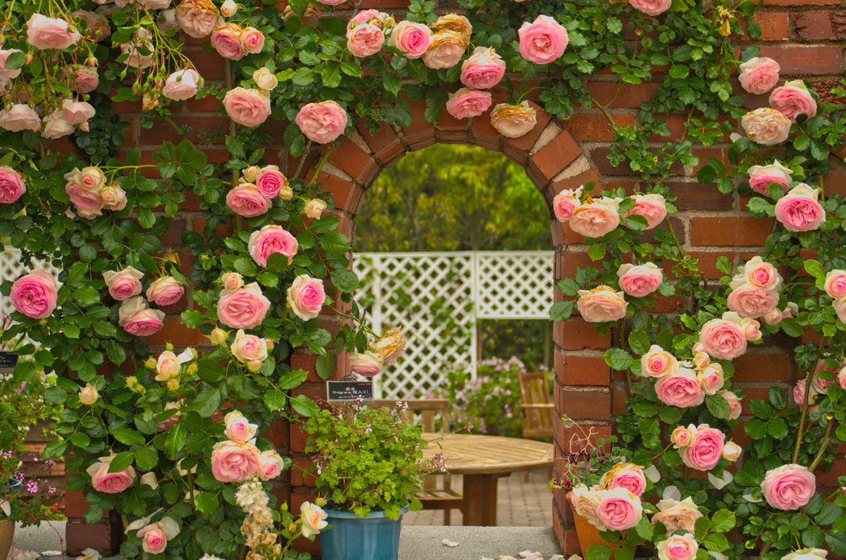 rose rampicante Pierre de Ronsard
