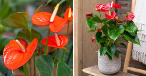 Anthurium: caratteristiche, coltivazione e consigli per curare questa bella pianta da appartamento Anthurium pianta.