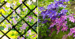 La Clematis: una pianta rampicante poco conosciuta splendida per una casa a colori Clematis pianta rampicante.