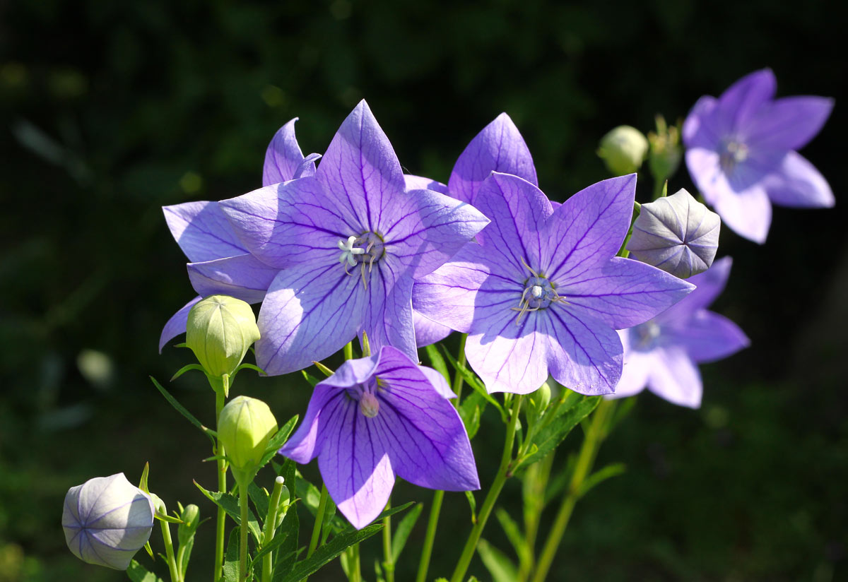 fiori estivi Platycodon