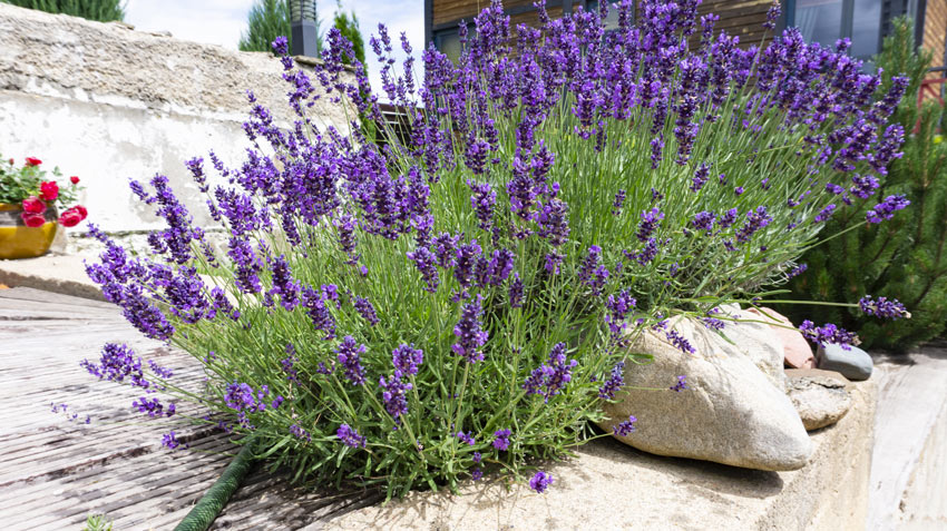 fiori estivi lavanda