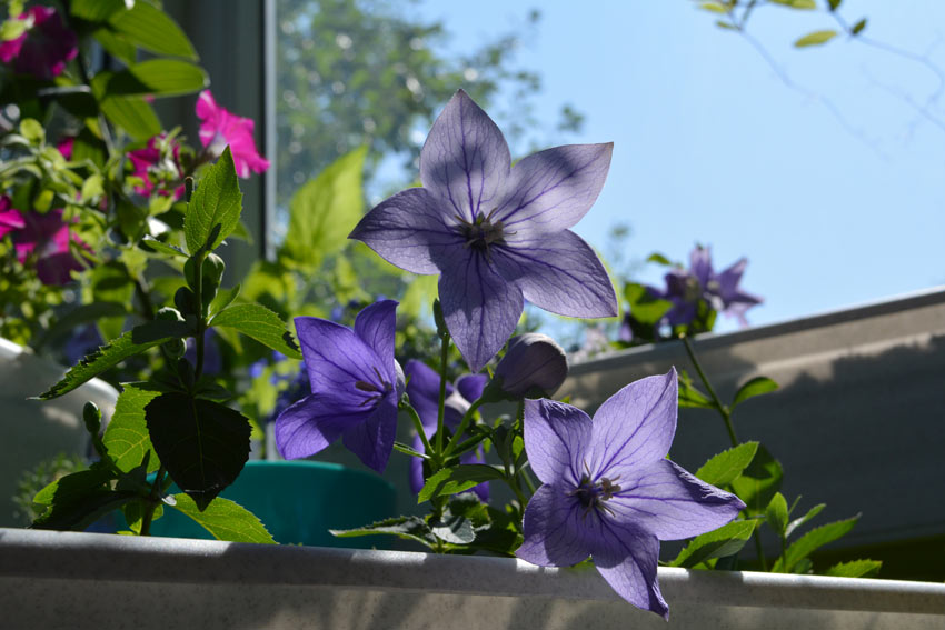 Platycodon su balcone al sole.