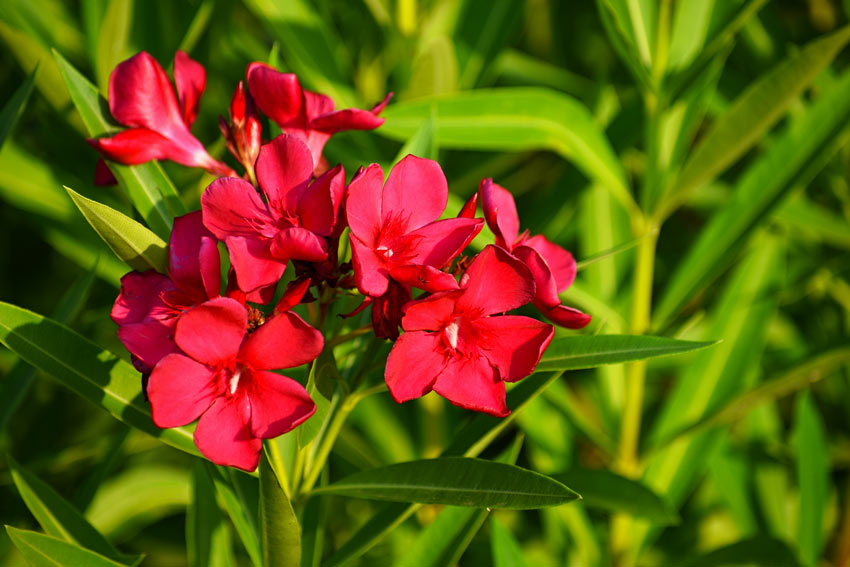 Fiori rossi di oleandro.