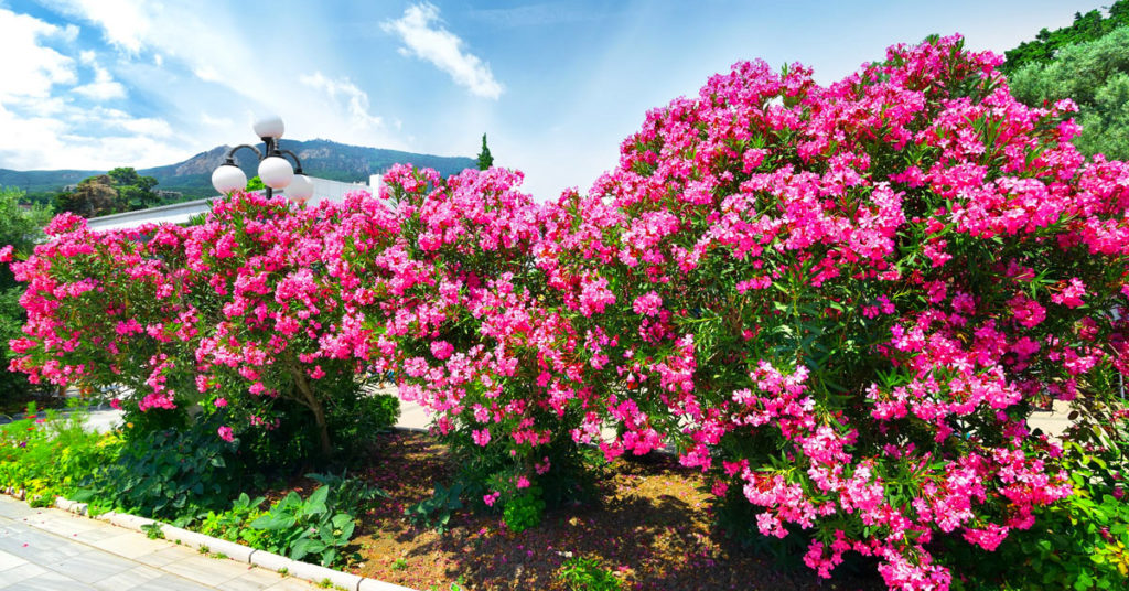 Nerium Oleander Provence - Oleandro - Foto 9