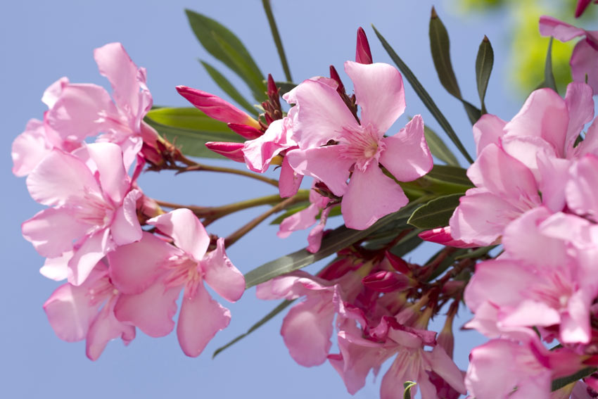 Fiori rosa di oleandro.