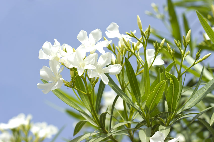 Fiori bianchi di oleandro.