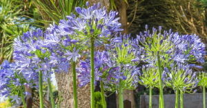 Agapanthus, pianta dai fiori azzurri o blu.