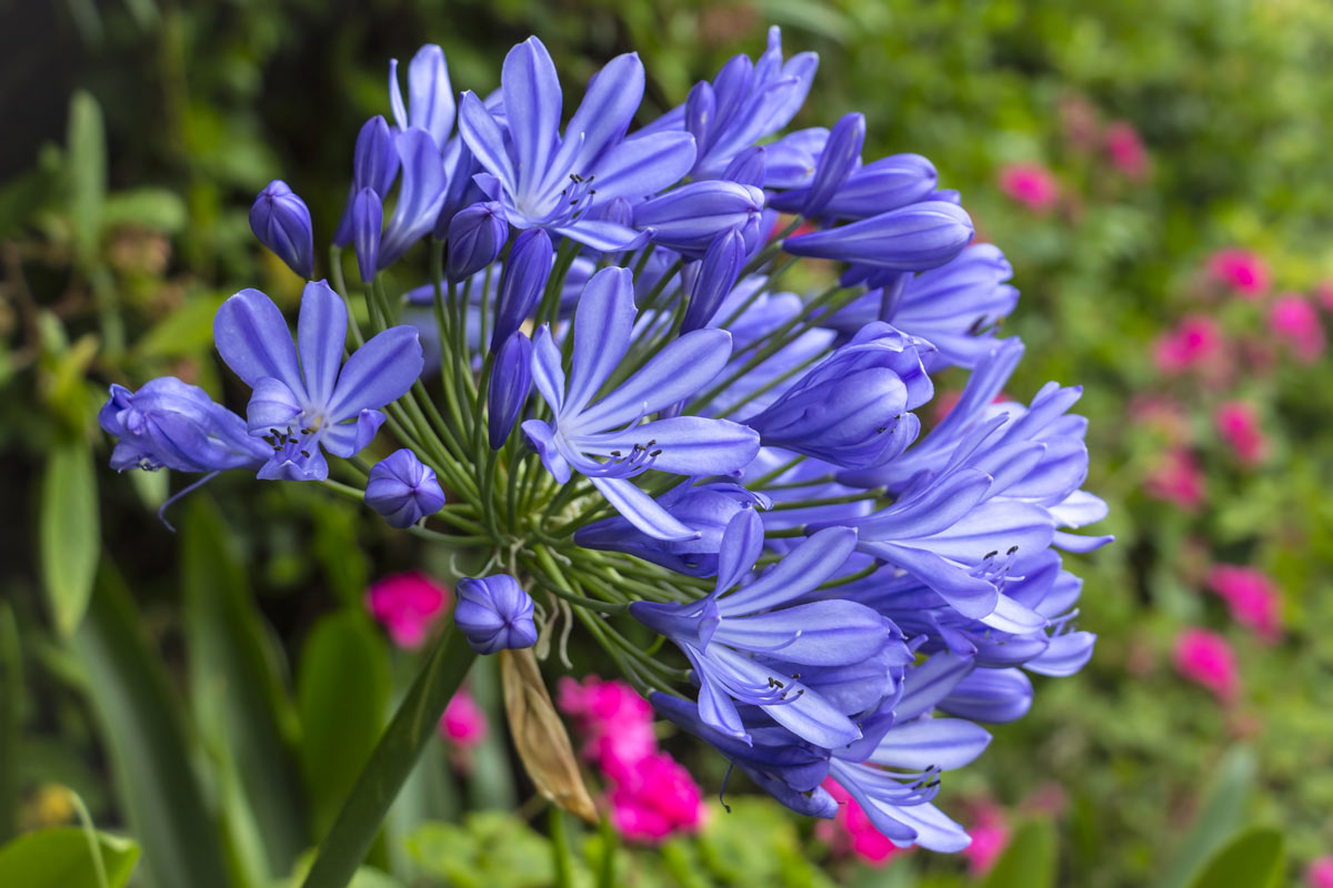 Questa pianta, l'Agapanthus dai fiori azzurri o blu è uno splendore in giardino ma anche in vaso