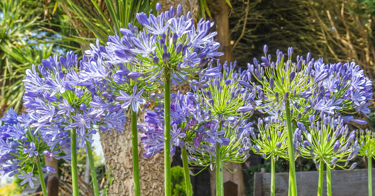 Agapanthus, pianta dai fiori azzurri o blu.