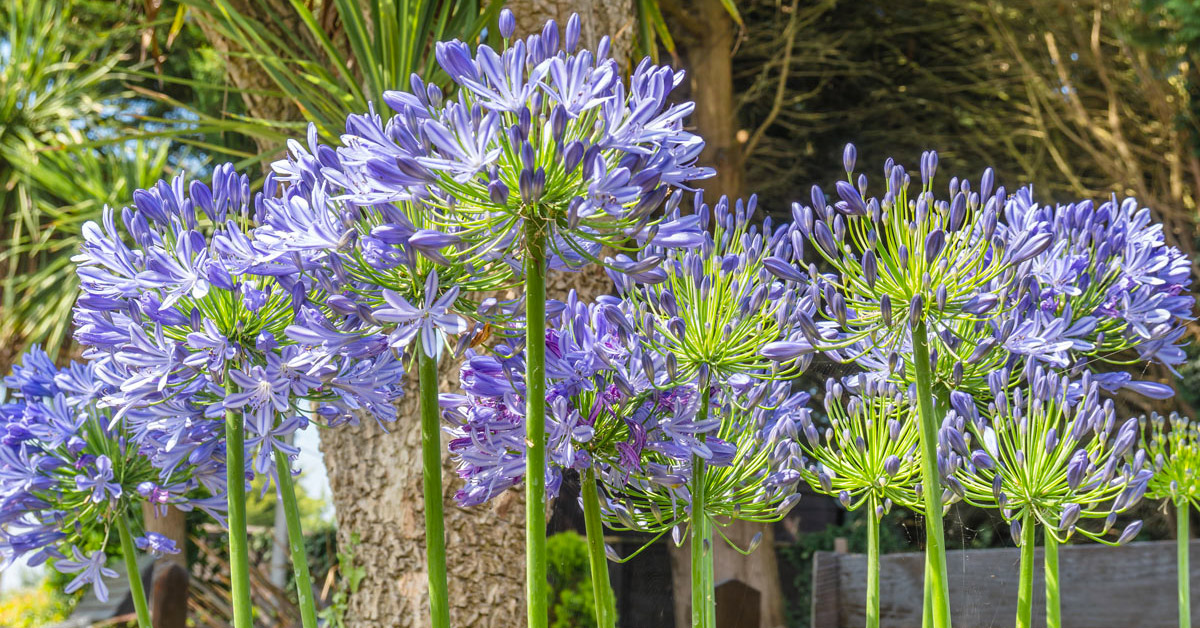 Agapanthus, pianta dai fiori azzurri o blu.
