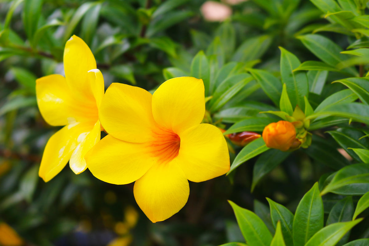 Pianta di Allamanda.