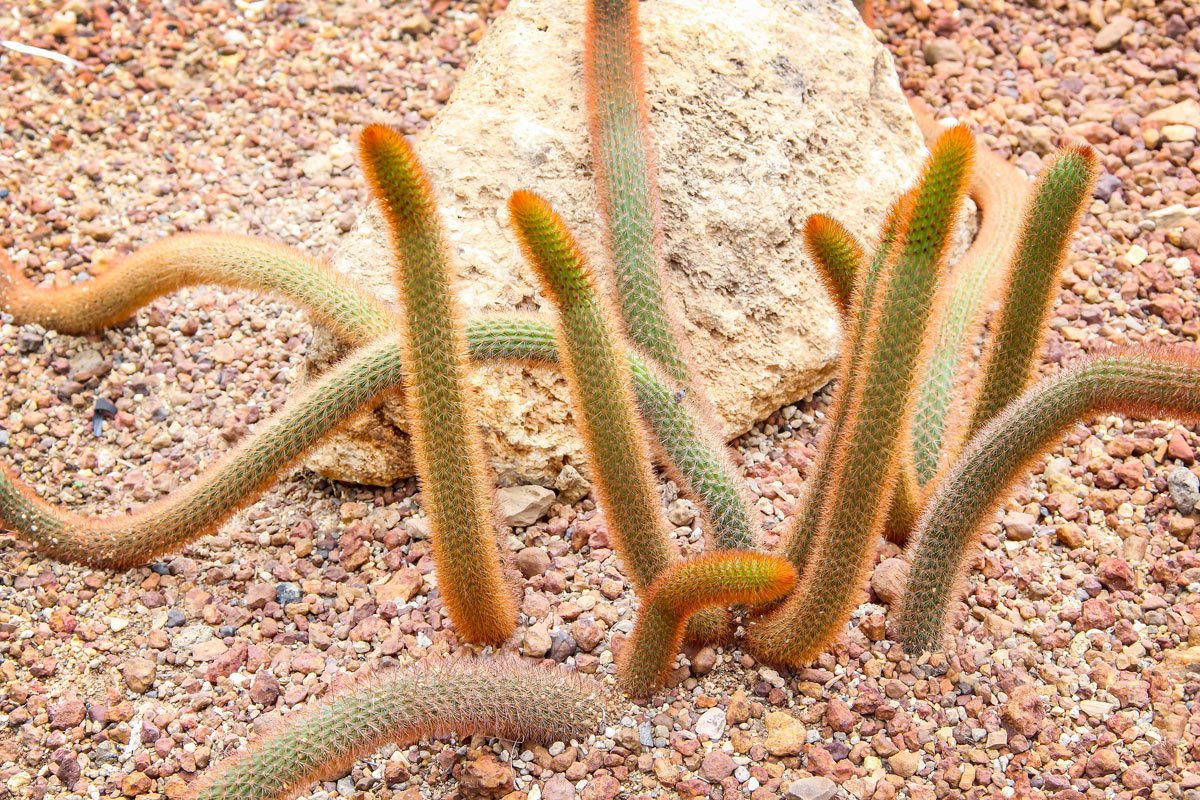 Cleistocactus