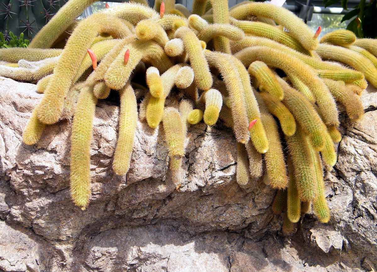 5 cose che in pochi conoscono sul cactus coda di scimmia