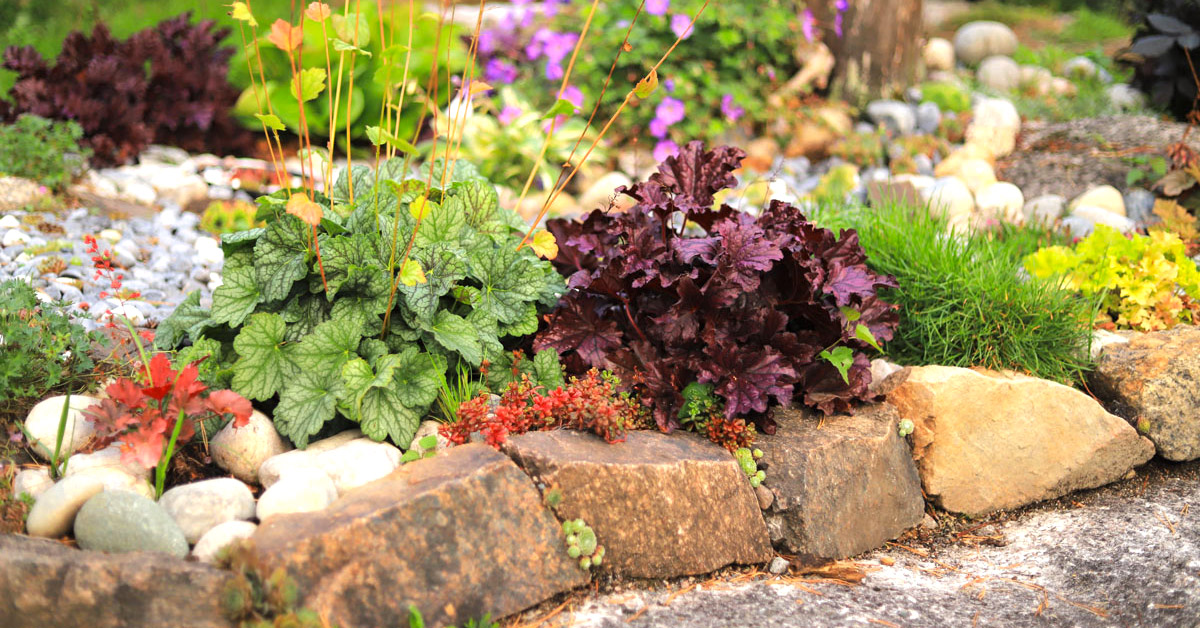 Heuchera pianta