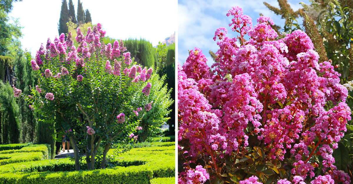 Lagerstroemia, pianta detta anche Lillà delle Indie