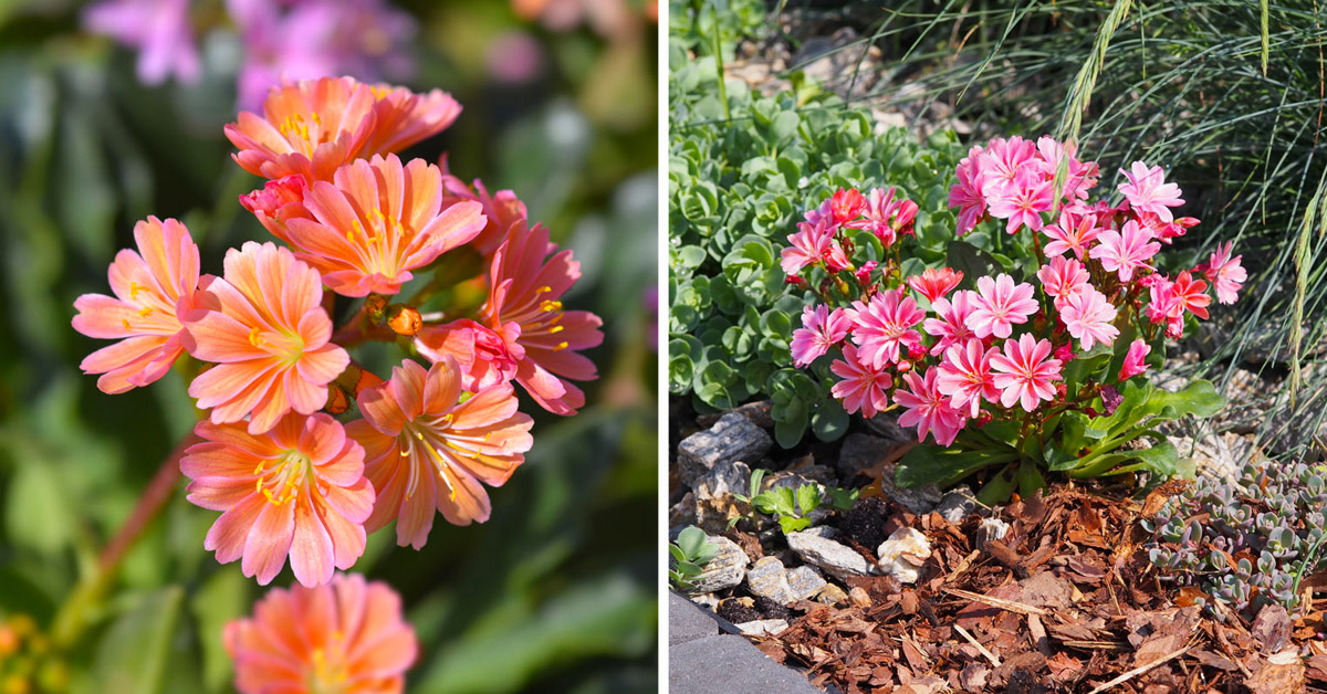 Lewisia Pianta grassa.