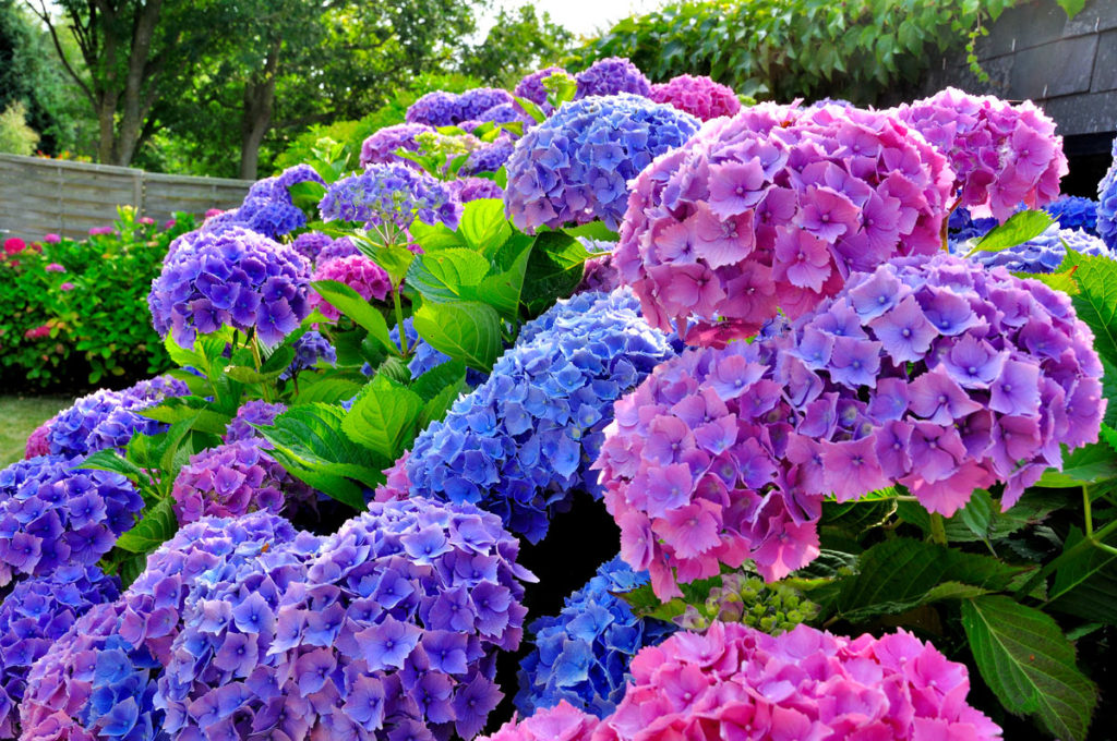 Moltiplicare le bellissime ortensie come, quando e coltivazione dell