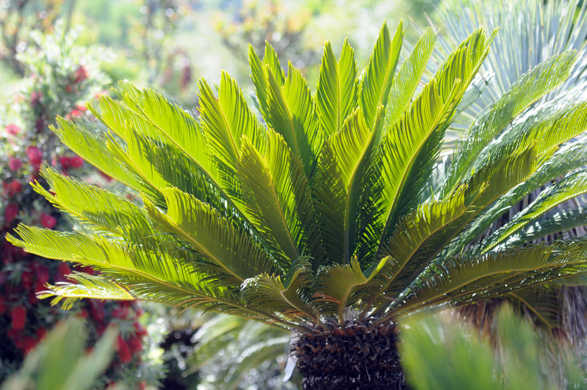 Cycas Revoluta