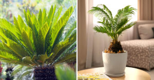 Cycas: foto e caratteristiche di questa splendida pianta facile da curare Cycas pianta