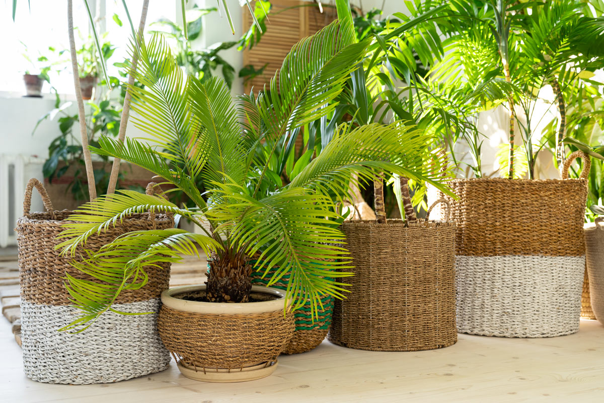 Cycas in vaso