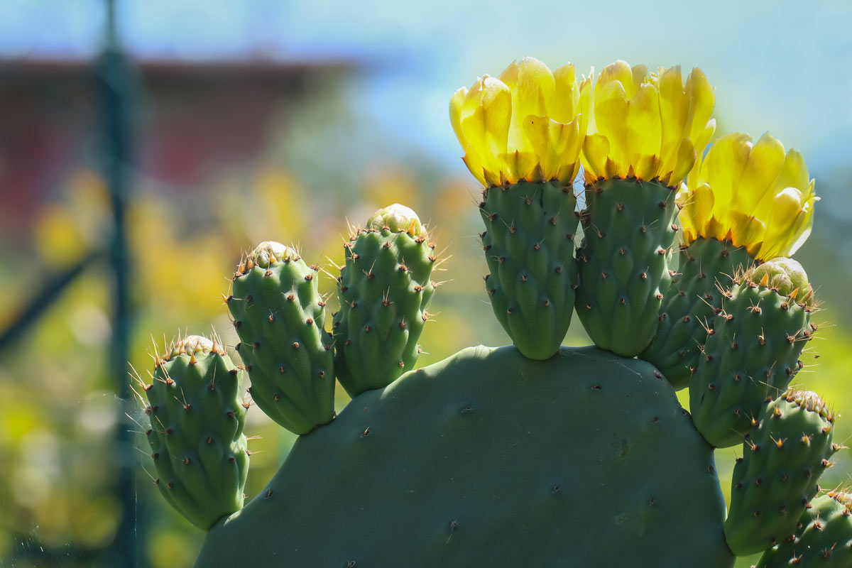 fico d'india con fiori gialli