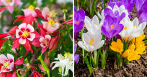 Fiorellini primaverili: 10 varietà di fiori da giardino per un prato colorato da incanto! ispiratevi Fiorellini primaverili.
