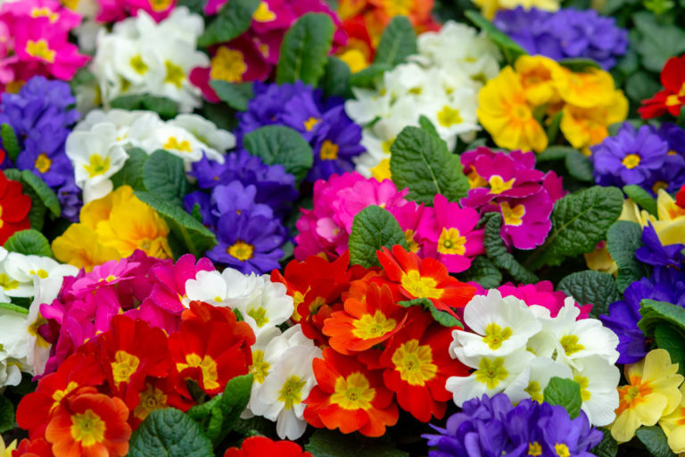 Fiorellini primaverili 10 varietà di fiori da giardino per un prato