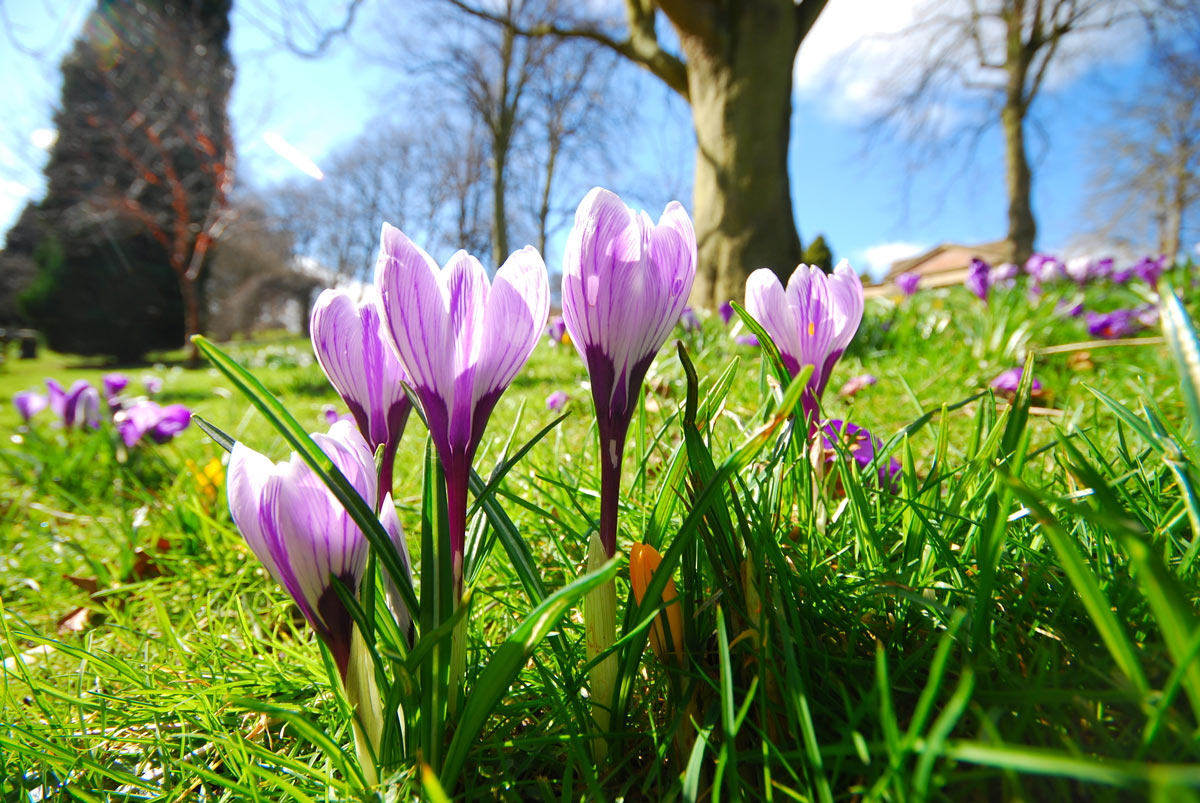 Fiorellini primaverili.