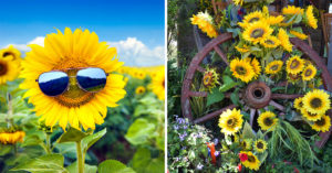 Girasole: caratteristiche e idee per decorare con questa bella pianta dal colore giallo intenso Girasole.