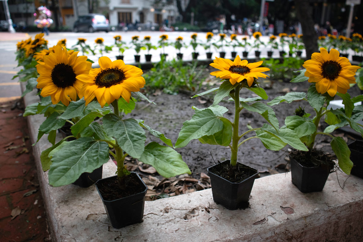 Come coltivare il girasole.