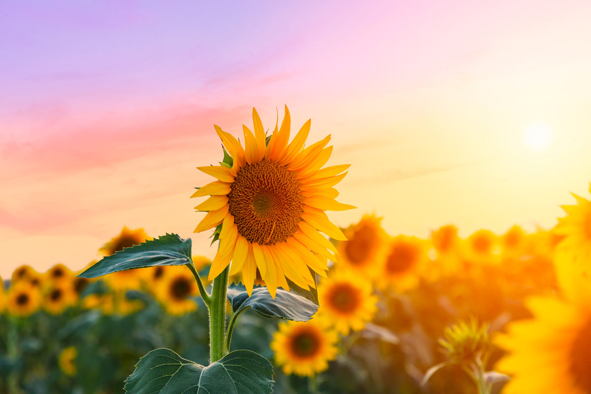 Fiore di girasole in campo.