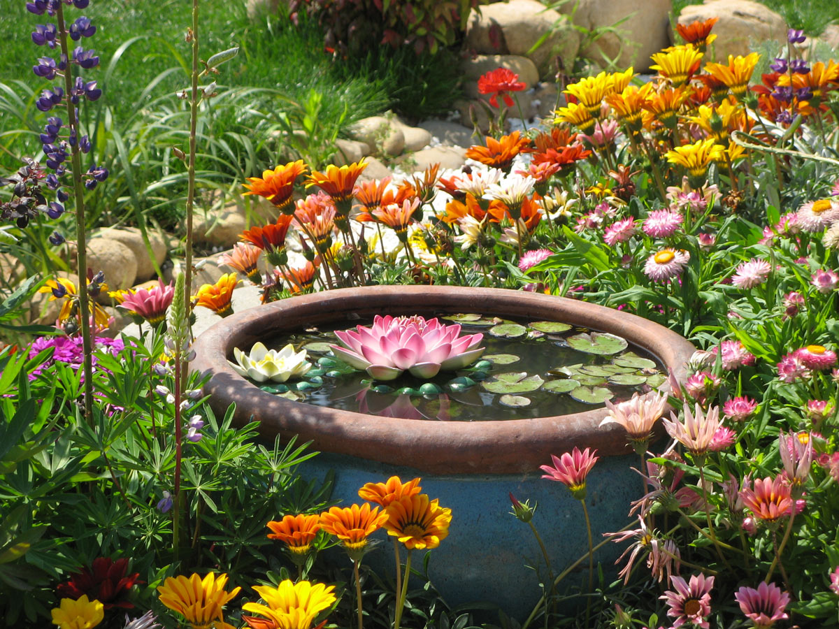 Laghetti in vaso in giardino.