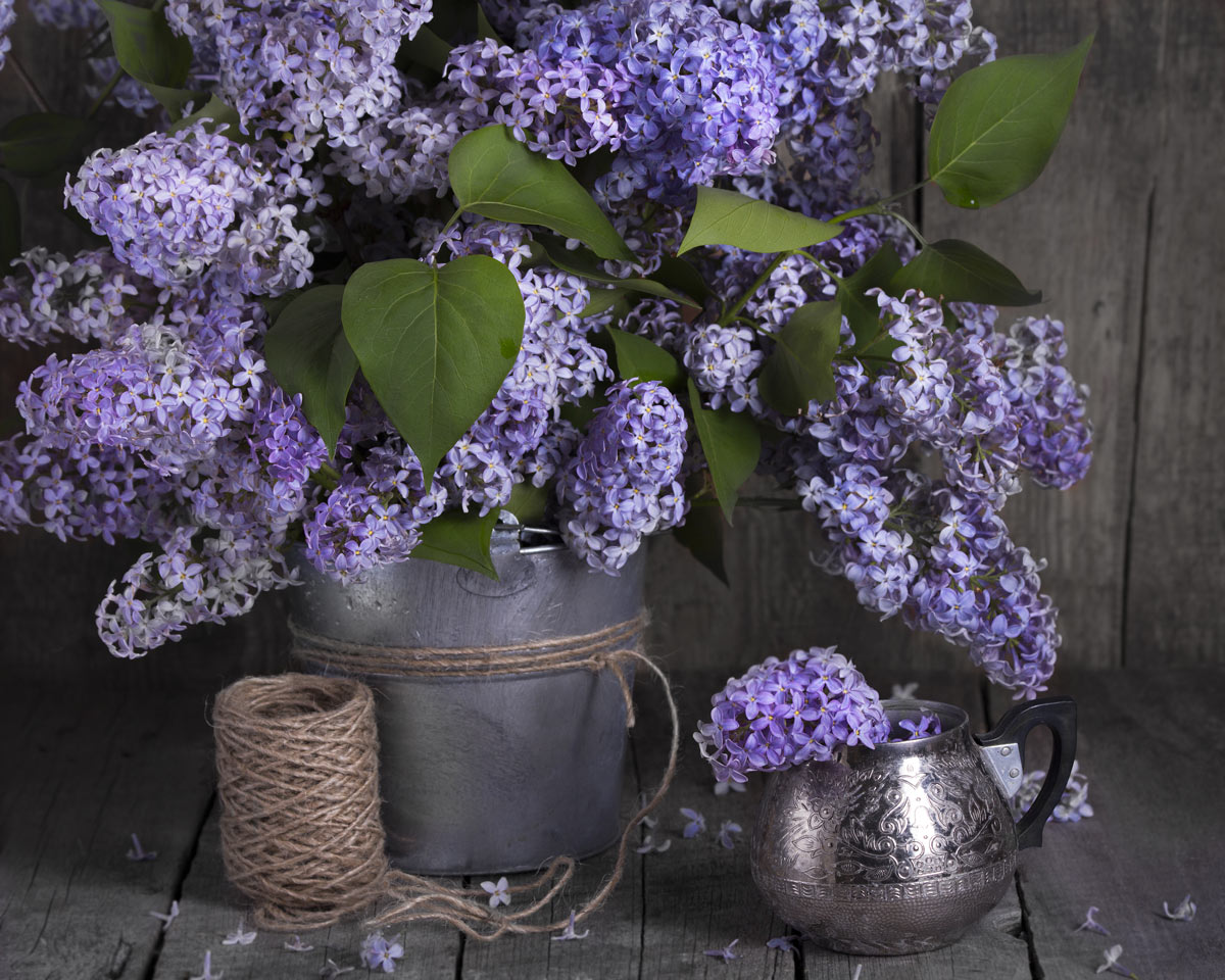 Lillà in vaso decorazione, fiori serenelle.